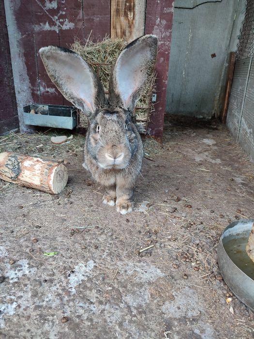 Кролики и крольчата продам
