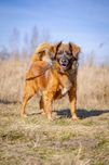 GACEK pies adopcja schronisko młody