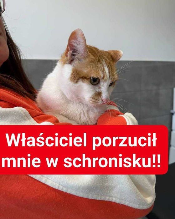 Chase - cudowny kot szuka kochającego człowieka