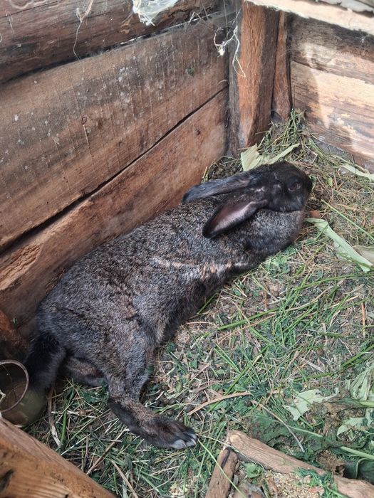 Продаються кролички