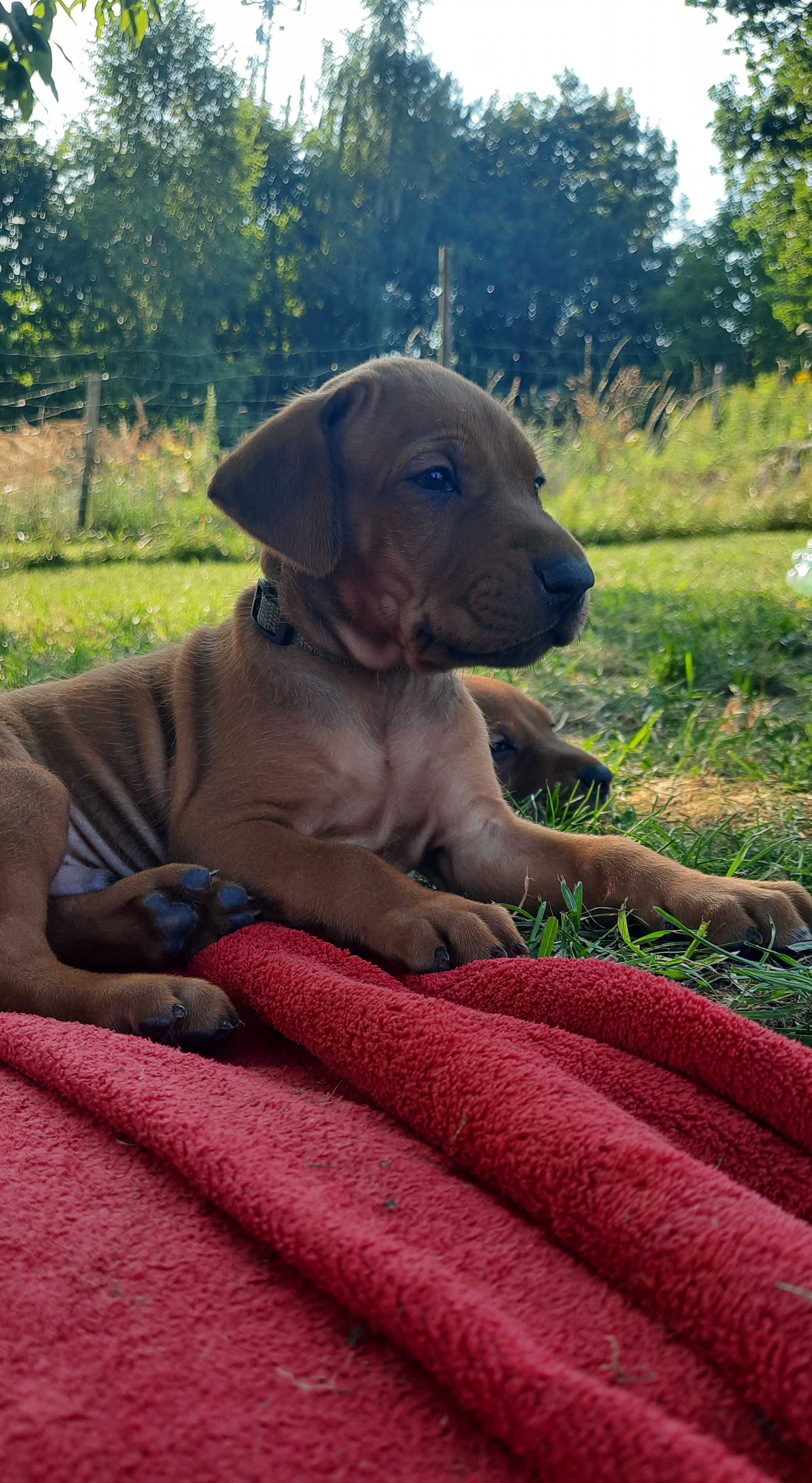 Szczeniak Rhodesian Ridgeback - Hodowla ZKwP/FCI