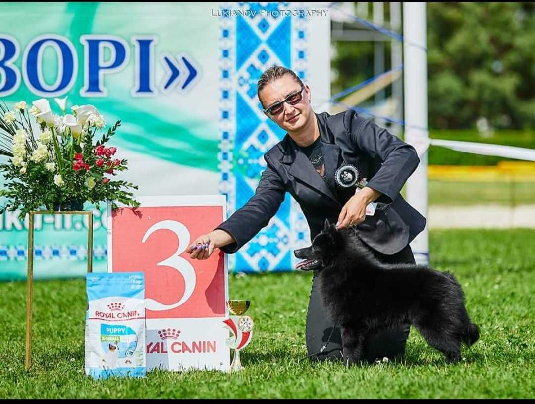 Хлопчик шипперке для племінного розведення