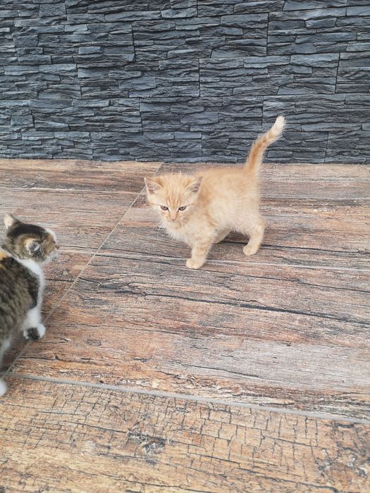 Oddam kotki w dobre ręce