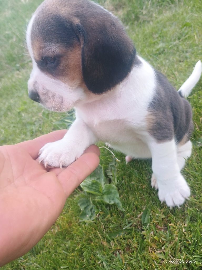 Szczeniak Beagle
