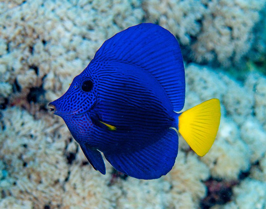 Zebrasoma xanthurum M