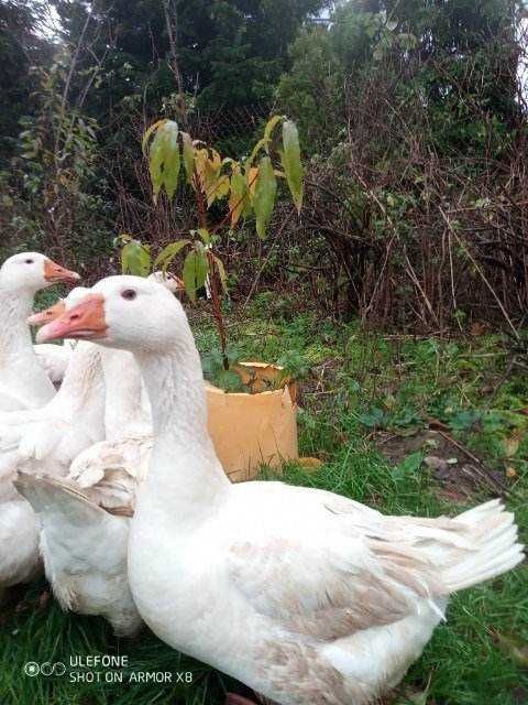 Tuszki gęsi ekologiczne