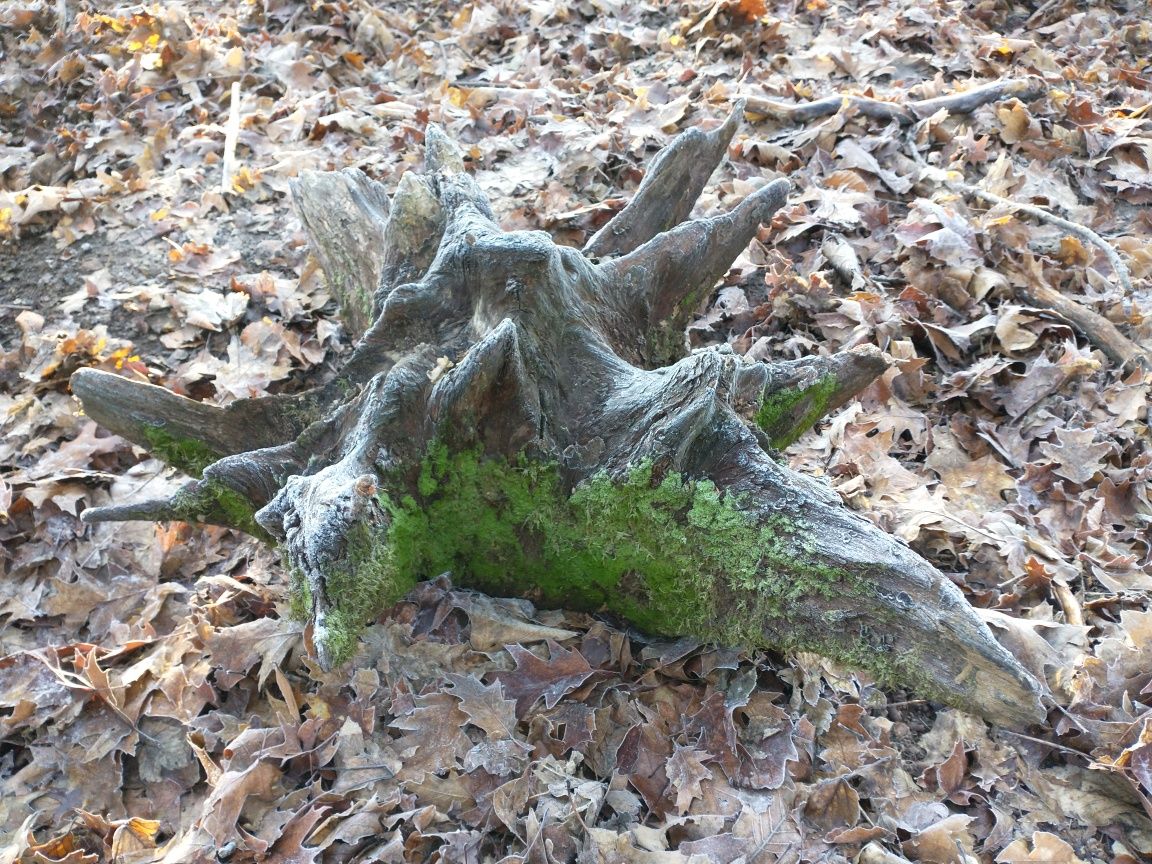 Korzeń dębowy naturalny