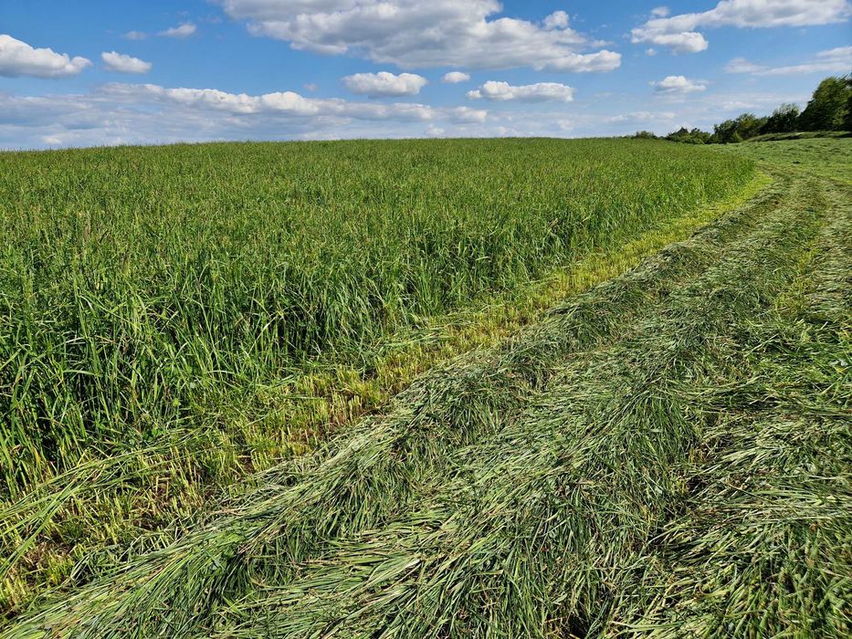Bele sianokiszonka z traw gruntowych koniczyna lucerna