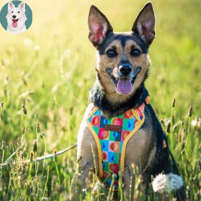 szelki guard dla kota brytyjskiego egzotycznego regulowane  kolorowe