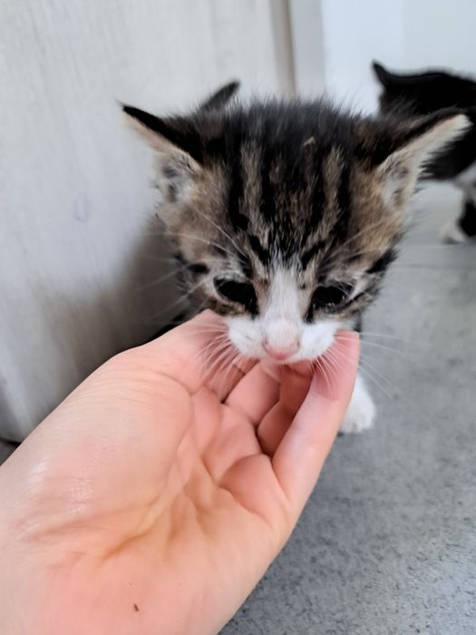 Oddam 3 małe kotki w dobre ręce
