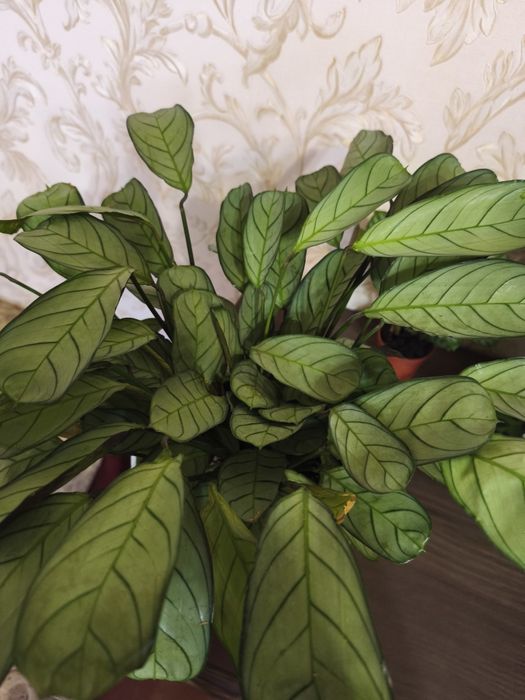 Ктенанта. Кімнатні рослини , квіти.