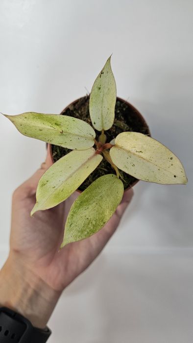 Philodendron Filodendron Snowdrift