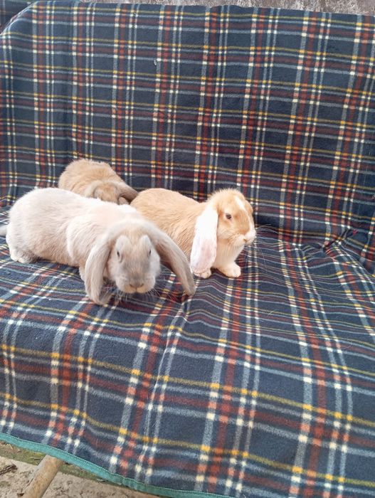 Кролики Французький баран