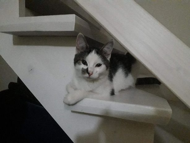 Zaginęła kotka Funia, prosimy o pomoc w jej odnalezieniu