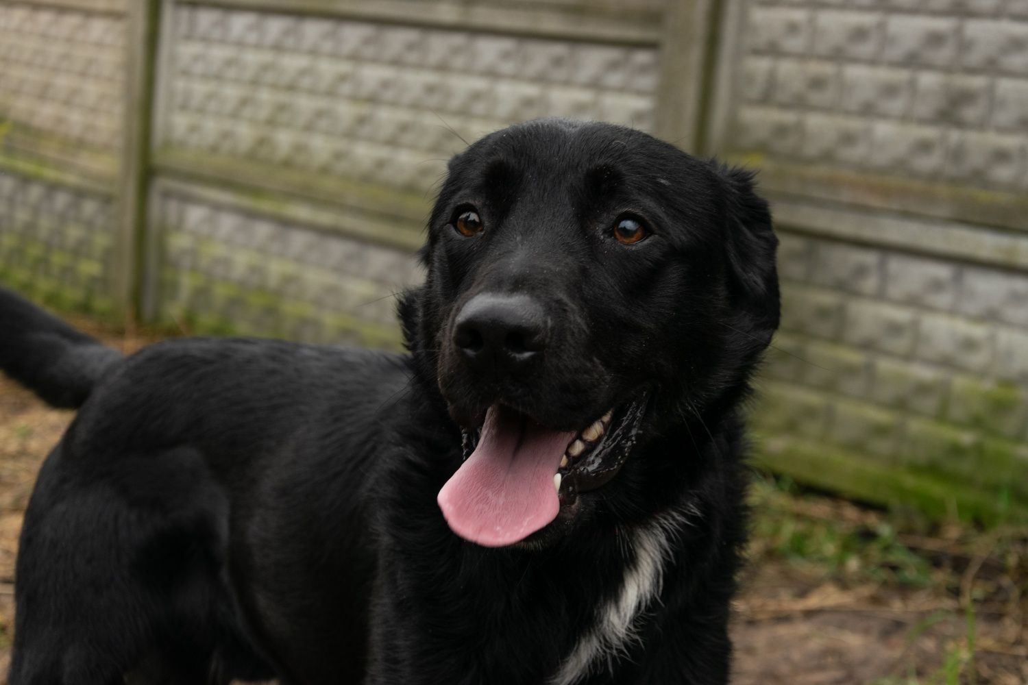 Aldi w typie labradora do adopcji