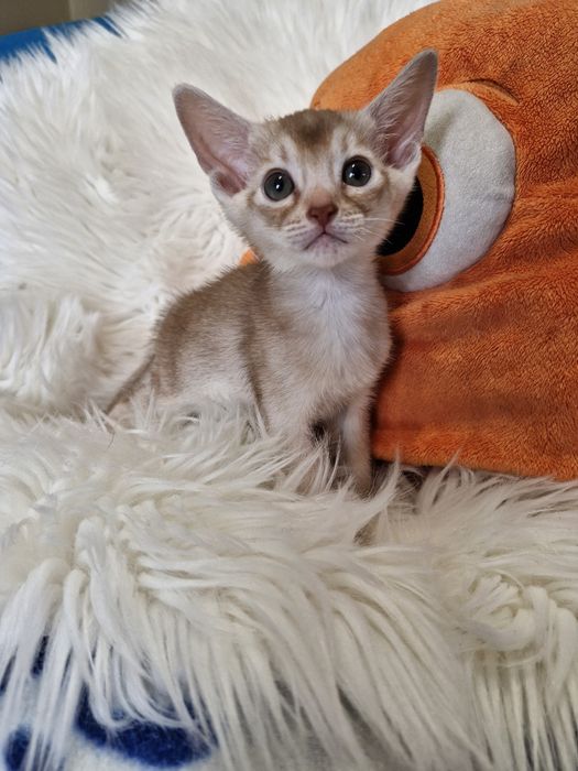 **CHARLI**abisyński kocurek kolor fawn do rezerwacji