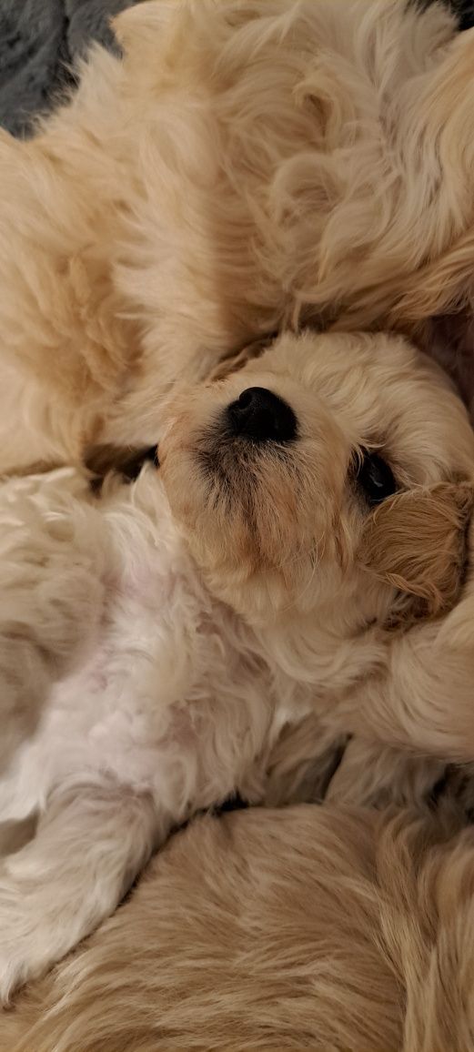 Szczeniak Maltipoo