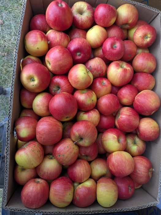 Продам яблука  різних сортів