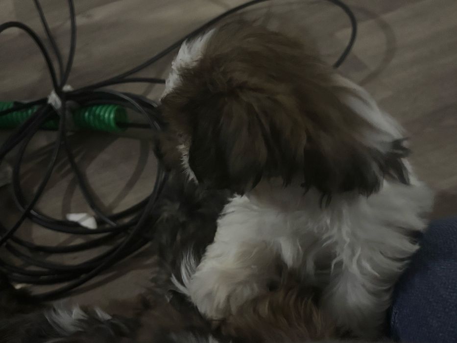 Shih tzu menina com pais com lop
