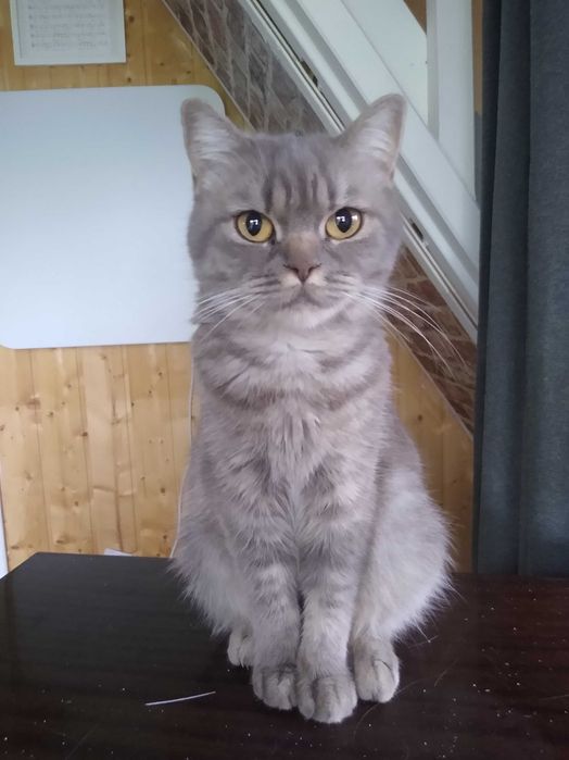 Kotka  brytyjska rodowodowa Fela