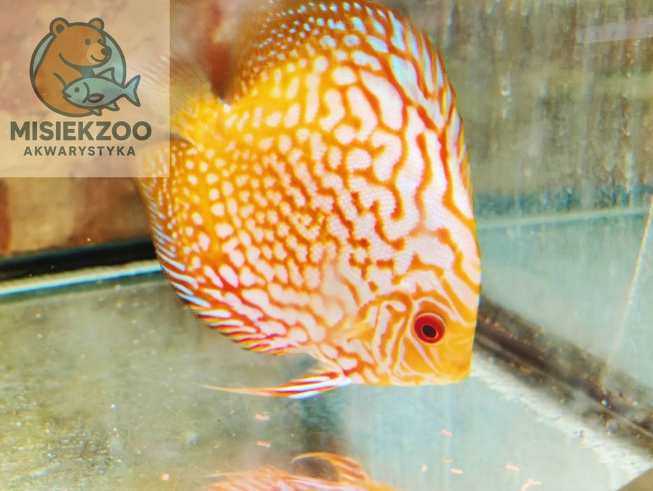 MISIEKZOO Dyskowce - Paletka Red Map / Chekebord / rozmiar 8 cm