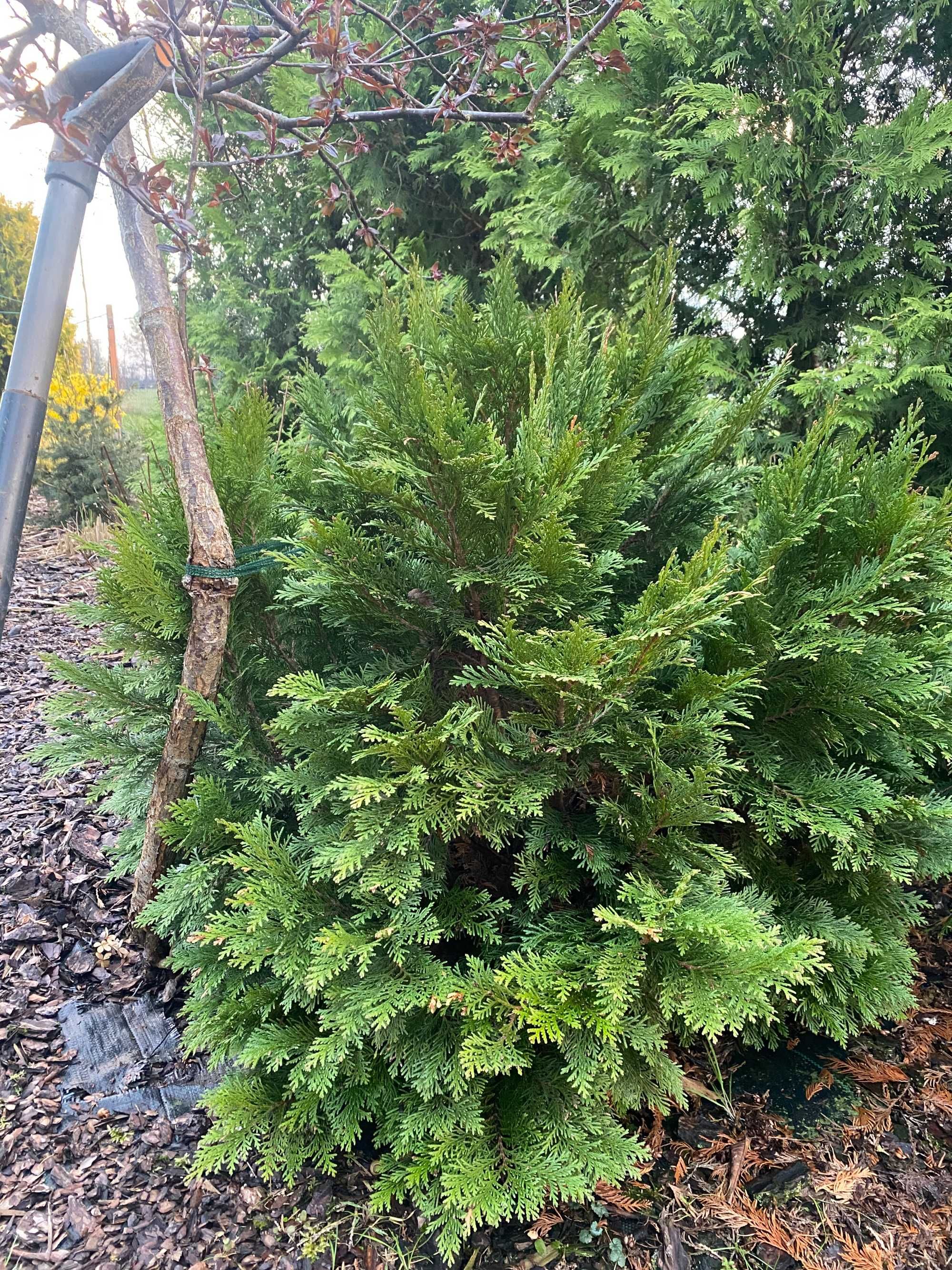 Trawa Rozplenica, Miskant, Kostrzewa, Juka, Thuje kule