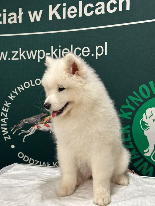 Szczeniak Samoyed