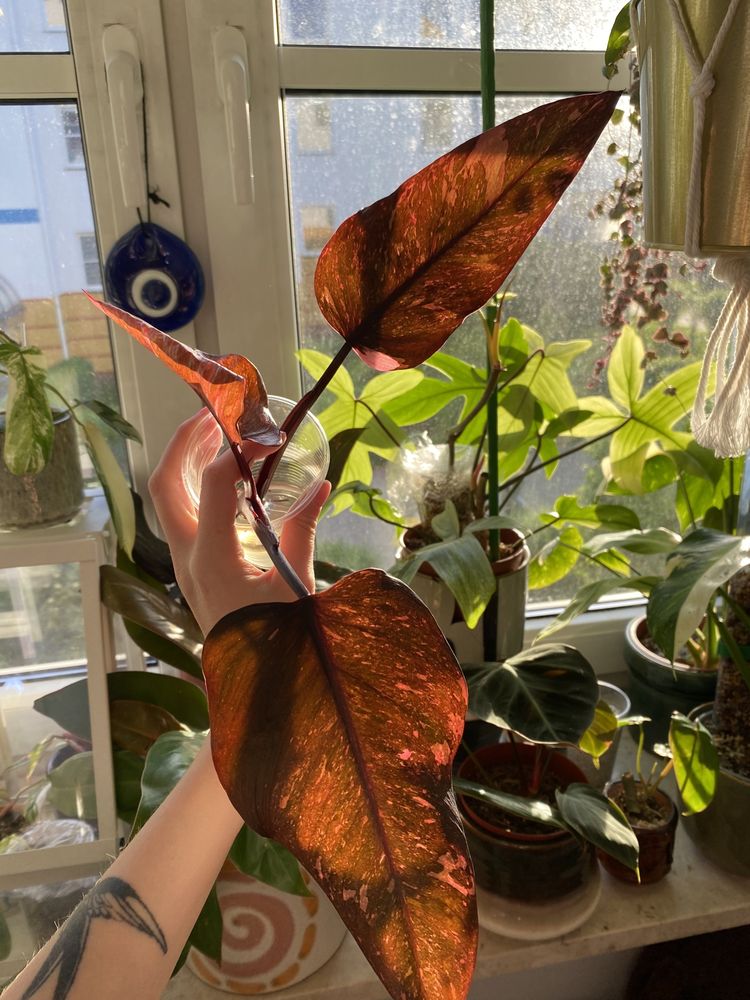 Philodendron pink princess