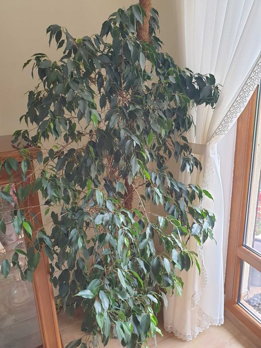 Sprzedam Fikus Benjamin 180 cm