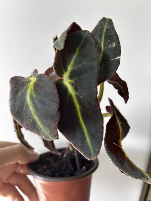 Begonia Listada.