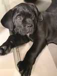 Cane Corso Hodowla KORD Wyjatkowe Molosy FCI
