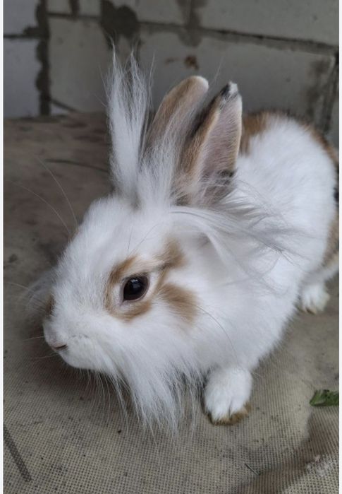 Декоративний кролик