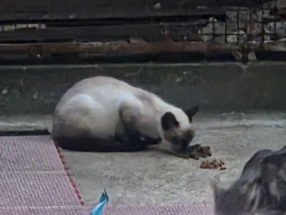 Gato Siamês - adopção responsavel