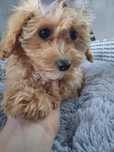 Piękna Sunia Maltipoo XS