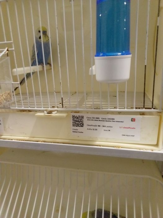 Periquitos arco-iris