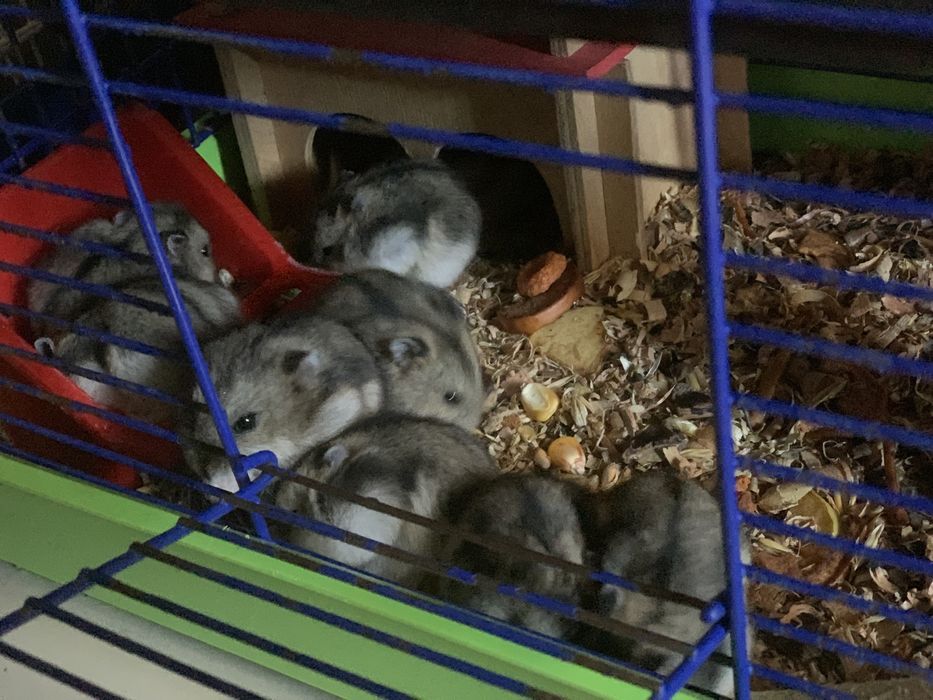 Джунгарик Хомʼяк Джунгарський Хомяки є в кількості