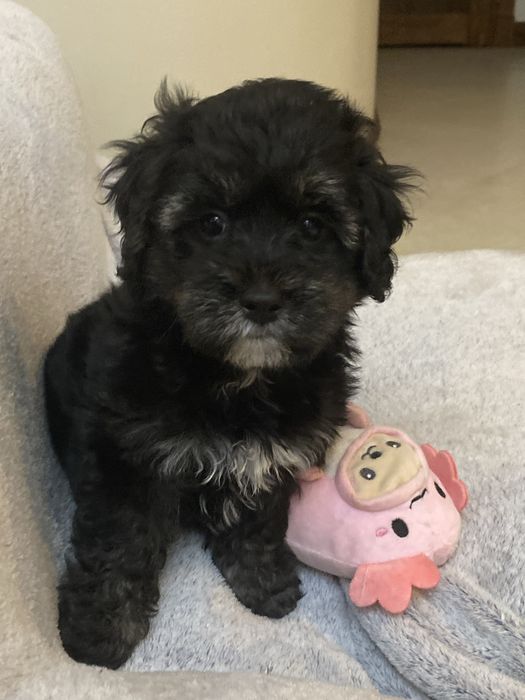 Śilczny piesek Havapoo