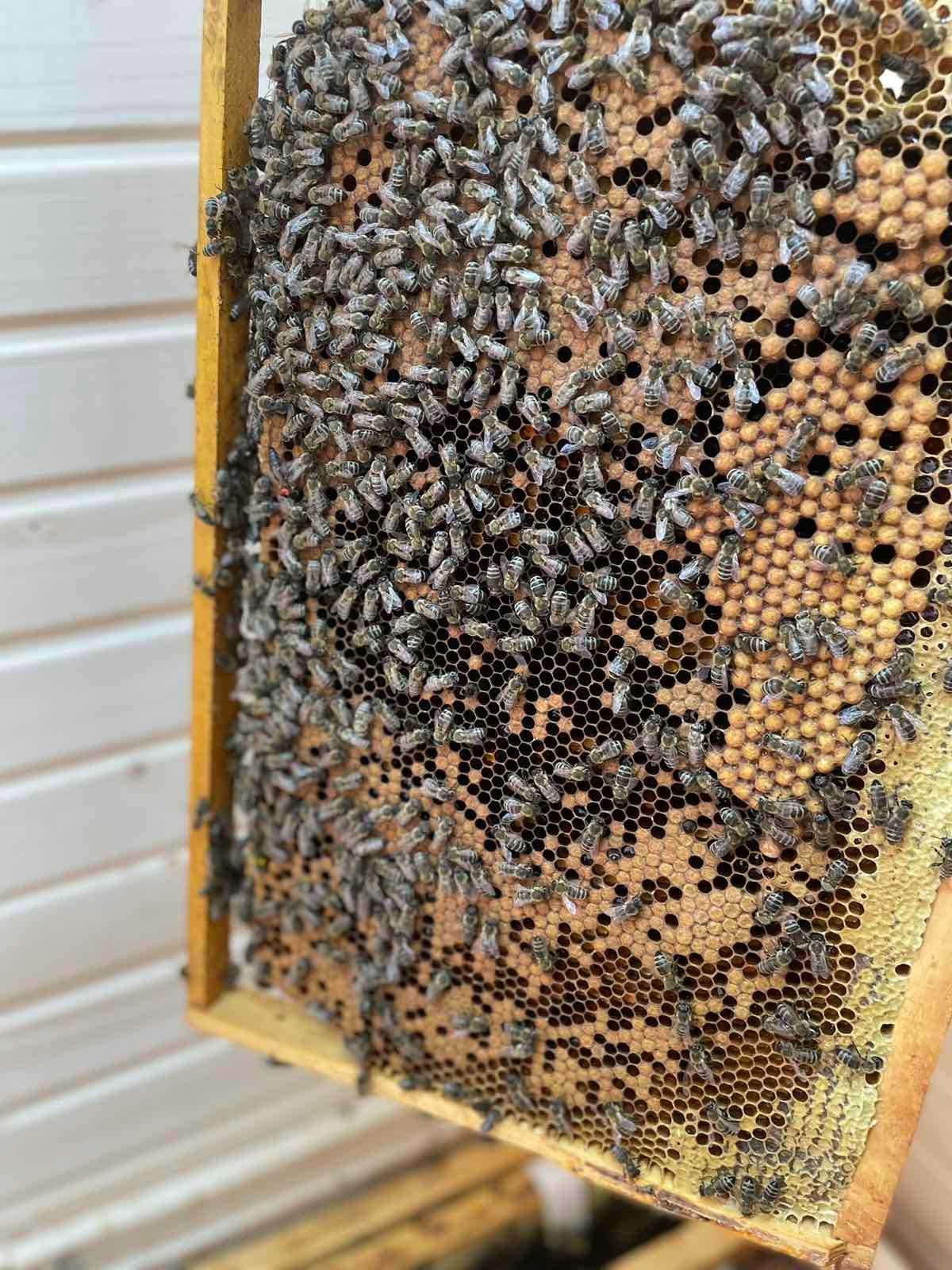 Бджоломатки породи Карпатка