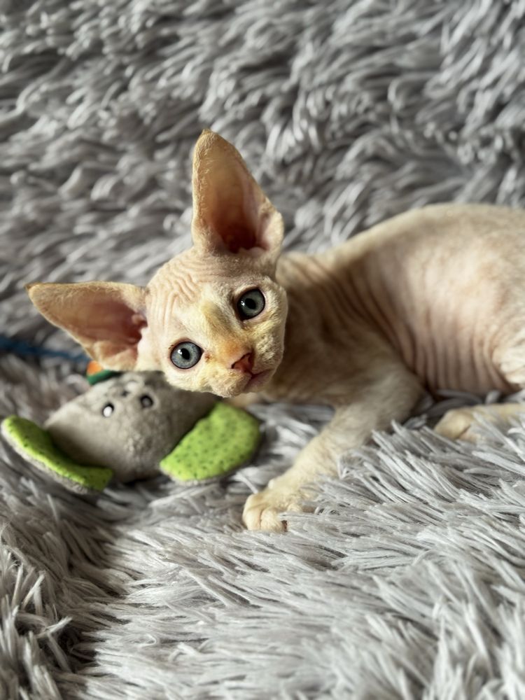 Uroczy kocurek Devon Rex Gizmo