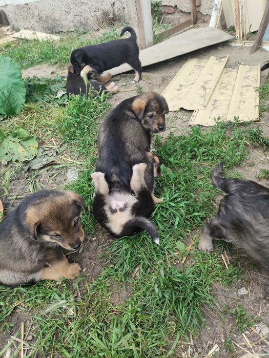 Віддам в добрі руки цуценят - лабрадворчиків