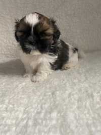 Shih tzu - chłopczyk