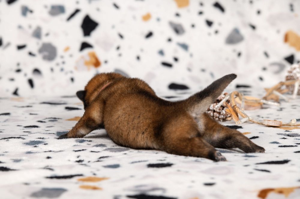 Японські цуценята сікоку Харків з документам КСУ FCI NIPPO