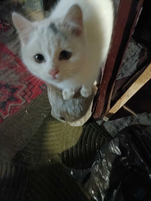 В добрые руки ,подкинули котенка 3-4 месяца,скоро зима а ему нужен дом