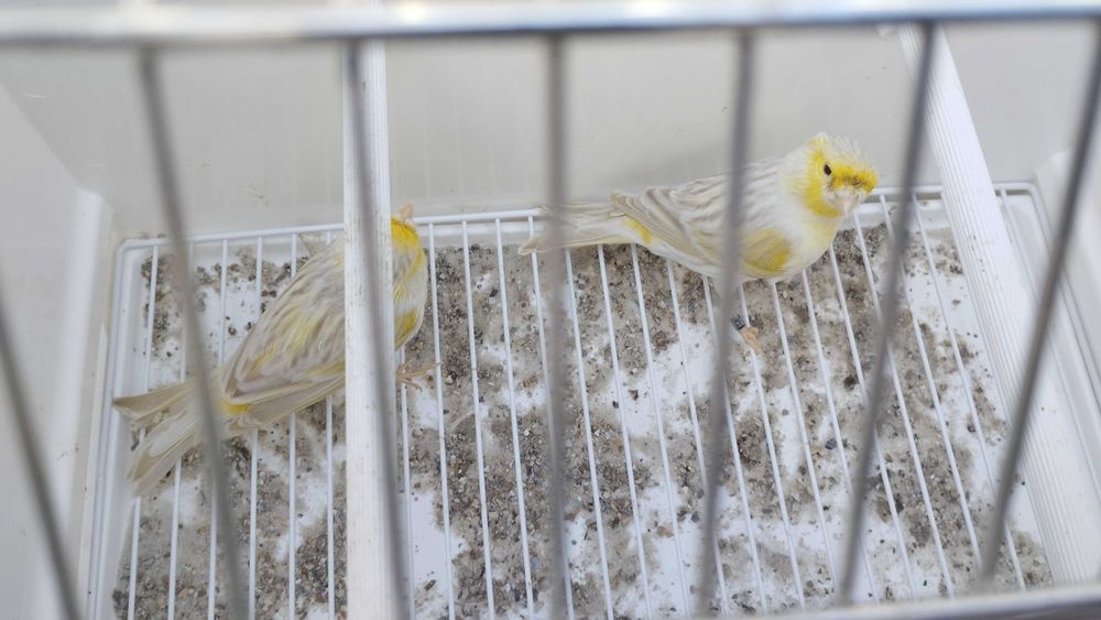 Canários satine amarelo mosaico