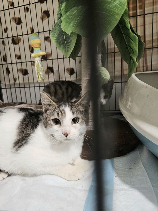 Kociaki do adopcji Bolek i Lolek, kotki, kot