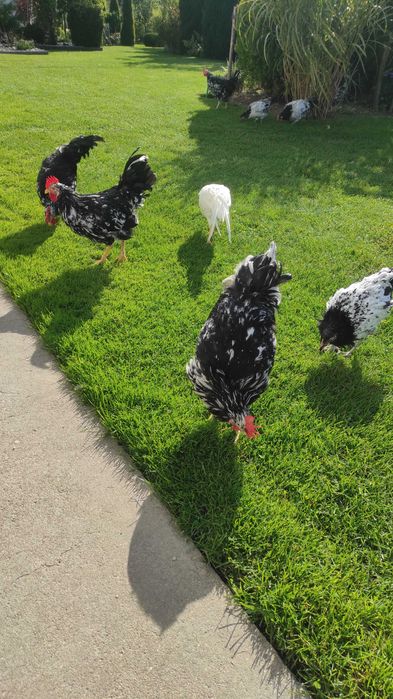 Kury   ozdobne  Tęczanki