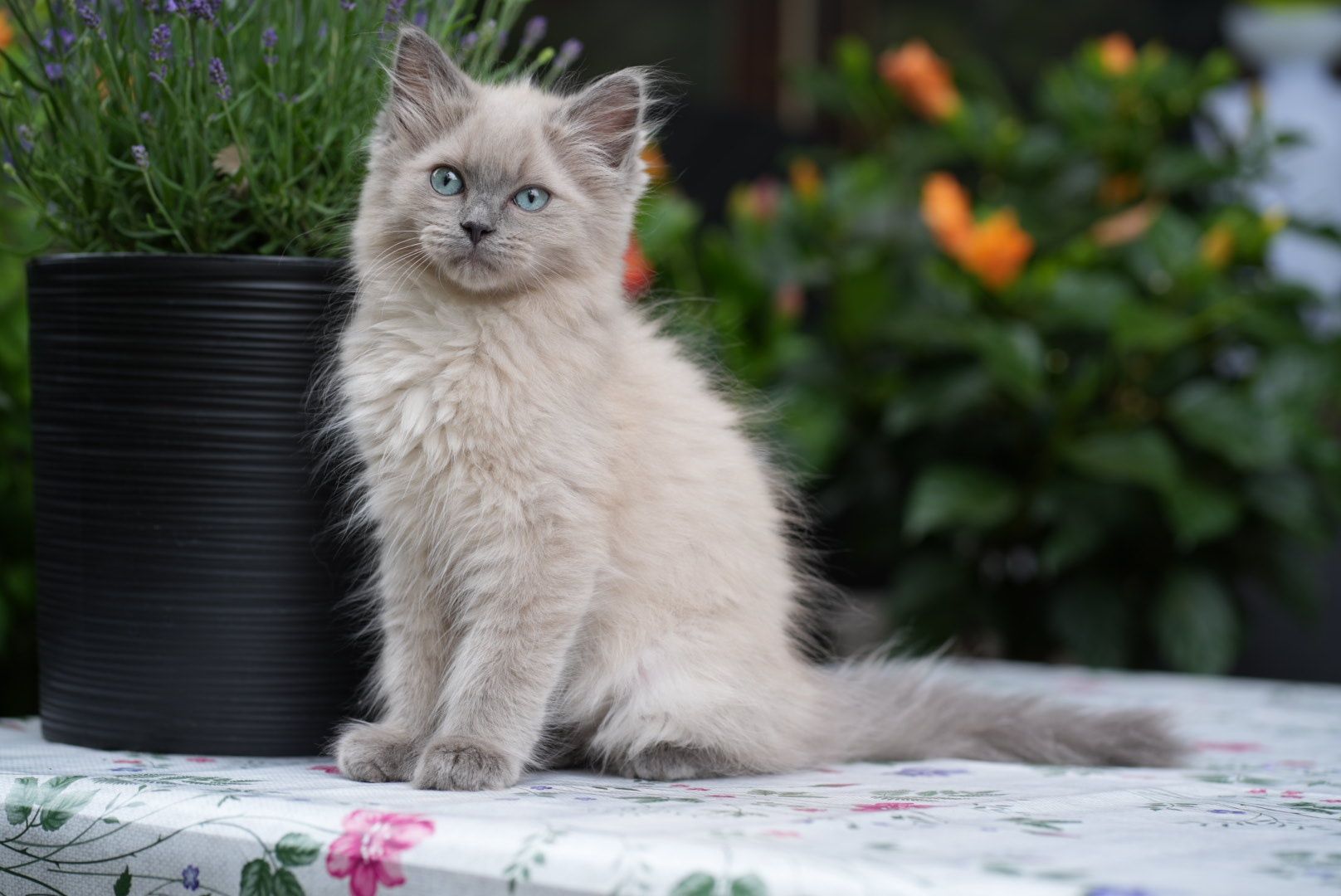 Kocurek blue mink Cattris ragdoll/cherubim
