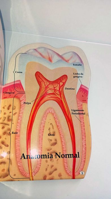 O Guia para Dentes Saudáveis