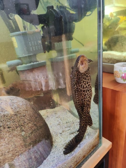 Plecotidos limpa fundos com 40 cm mto bonito castanho e preto