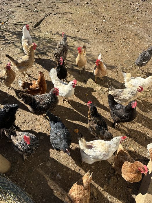 Galinhas em postura